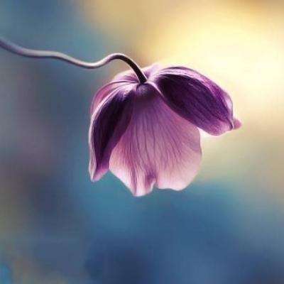 澳门王中王100%的资料app下载截图