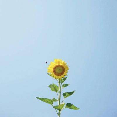 管家婆一码一肖资料大全下载手机版截图